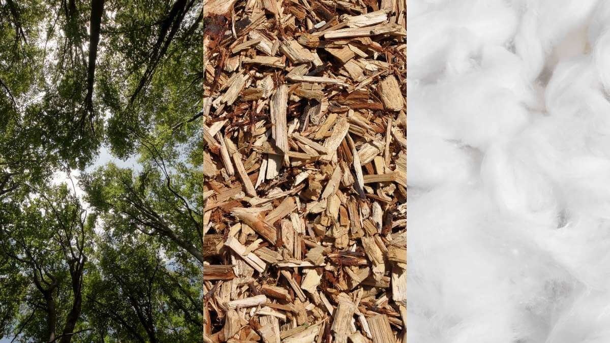 Trees and wood chips to fibre