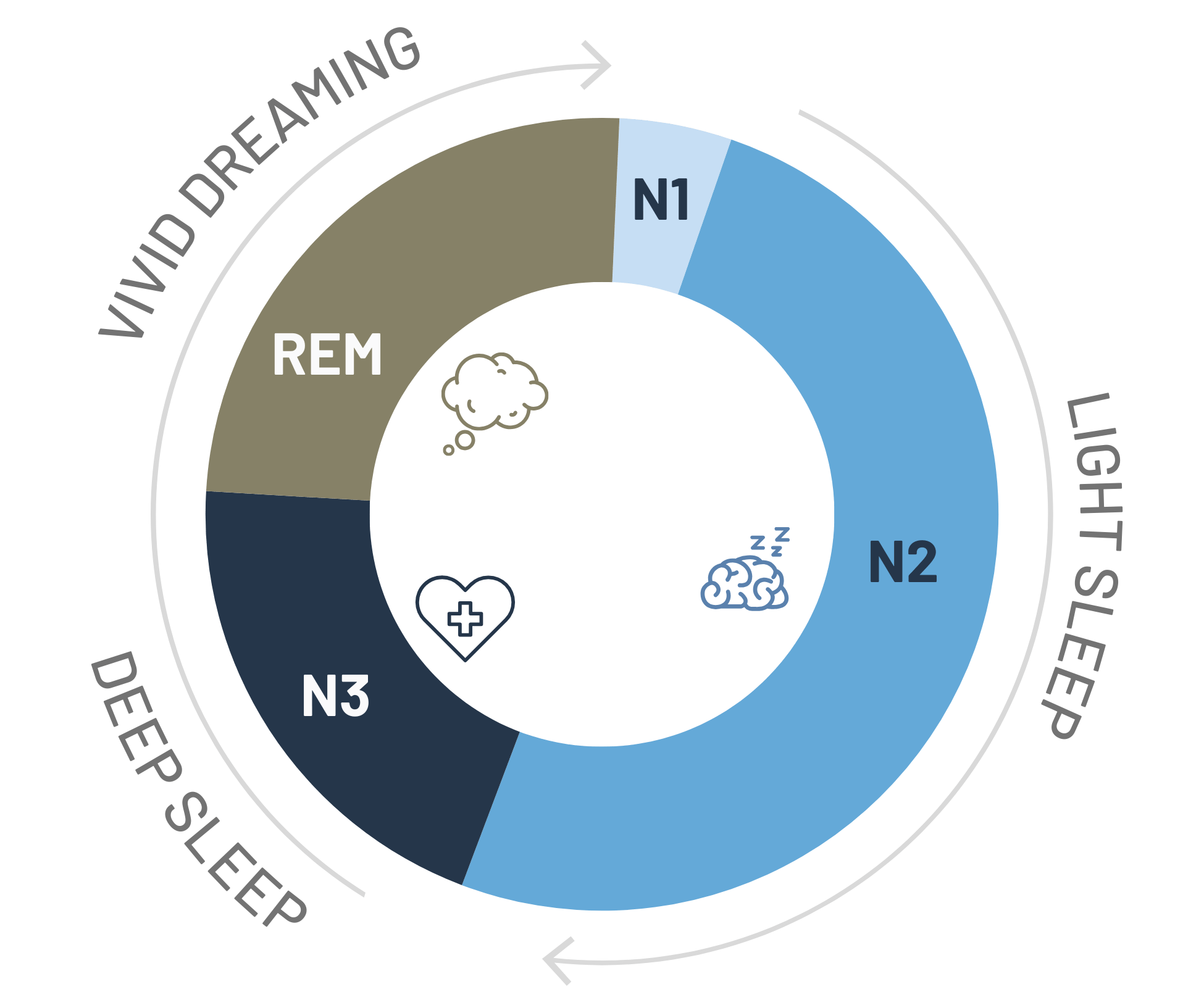 The Sleep Cycle and sleep stages